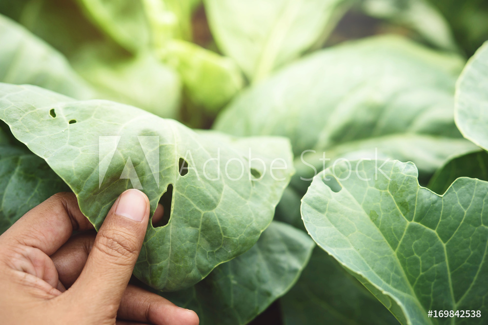 AdobeStock_169842538_Preview